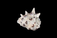 藏品(黃齒岩螺)的圖片